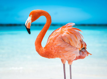 Fototapety Flamingi