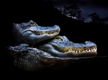 Fototapety Krokodyle