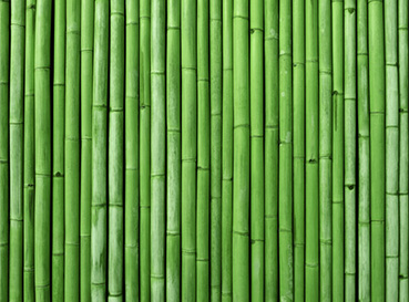 Obrazy Bambus