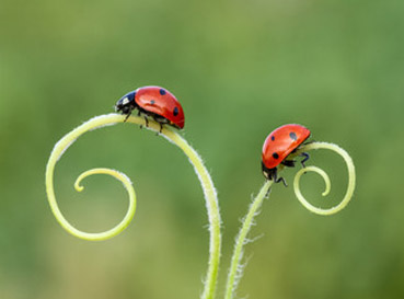 Fototapety Ladybugs