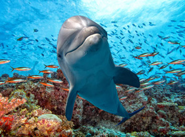 Fototapety Dolphins