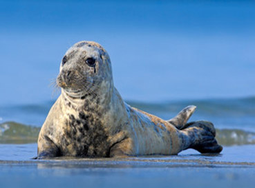 Fototapety Seals