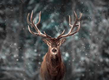 Naklejki Deer