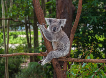 Naklejki Koala