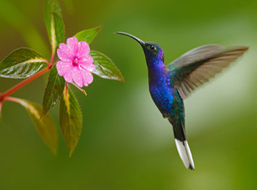 Fototapety Hummingbirds