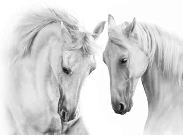 Obrazy Horses