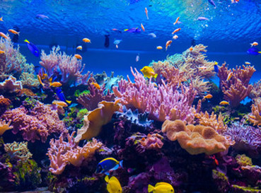 Fototapety Corals