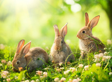 Naklejki Rabbits