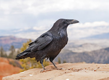 Fototapety Ravens