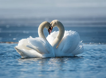 Fototapety Swans