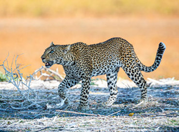 Naklejki Leopards