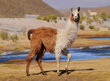 Fototapety Llamas