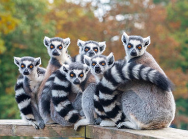 Naklejki Lemurs