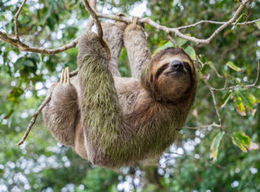 Fototapety Sloths