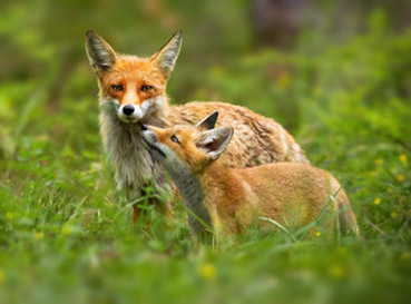 Naklejki Foxes