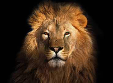 Obrazy Lions