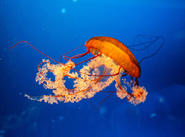 Naklejki Jellyfish