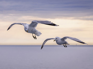 Naklejki Seagulls