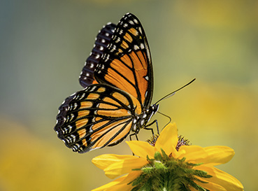 Obrazy Butterflies