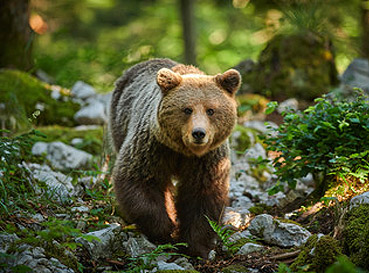 Fototapety Niedźwiedzie