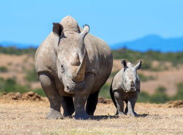 Fototapety Rhinos
