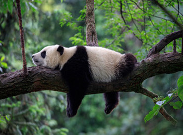 Fototapety Pandas
