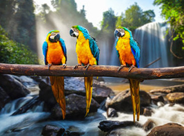 Fototapety Parrots