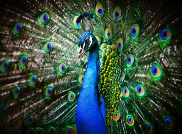 Naklejki Peacocks