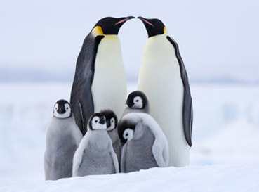 Naklejki Pingwiny