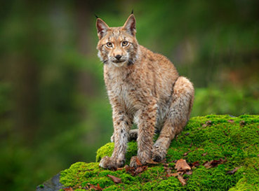 Fototapety Lynx