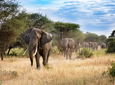Obrazy Słonie
