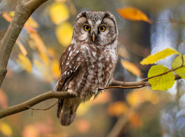 Fototapety Owls
