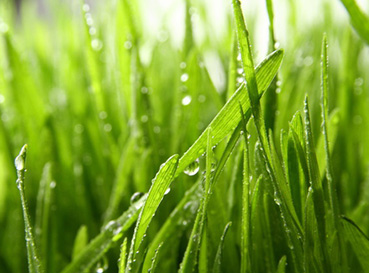 Fototapety Grass