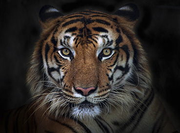 Obrazy Tygrysy