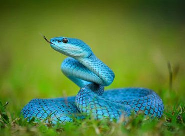 Fototapety Snakes