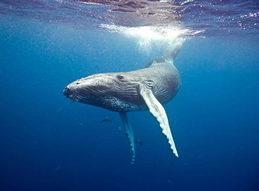 Naklejki Whales