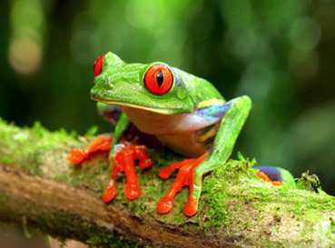 Fototapety Frogs