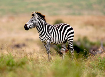 Obrazy Zebras