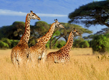 Fototapety Giraffes